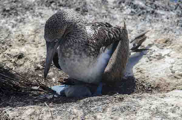 Piquero de Patas Azules - isla Isabela - islas Galápagos - Ecuador 2.jpg